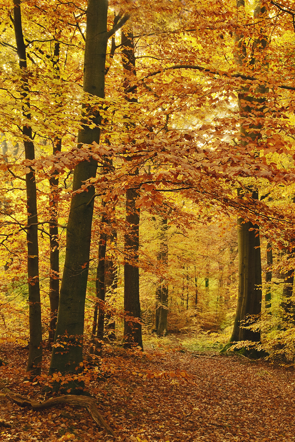 Farbstimmung Herbst