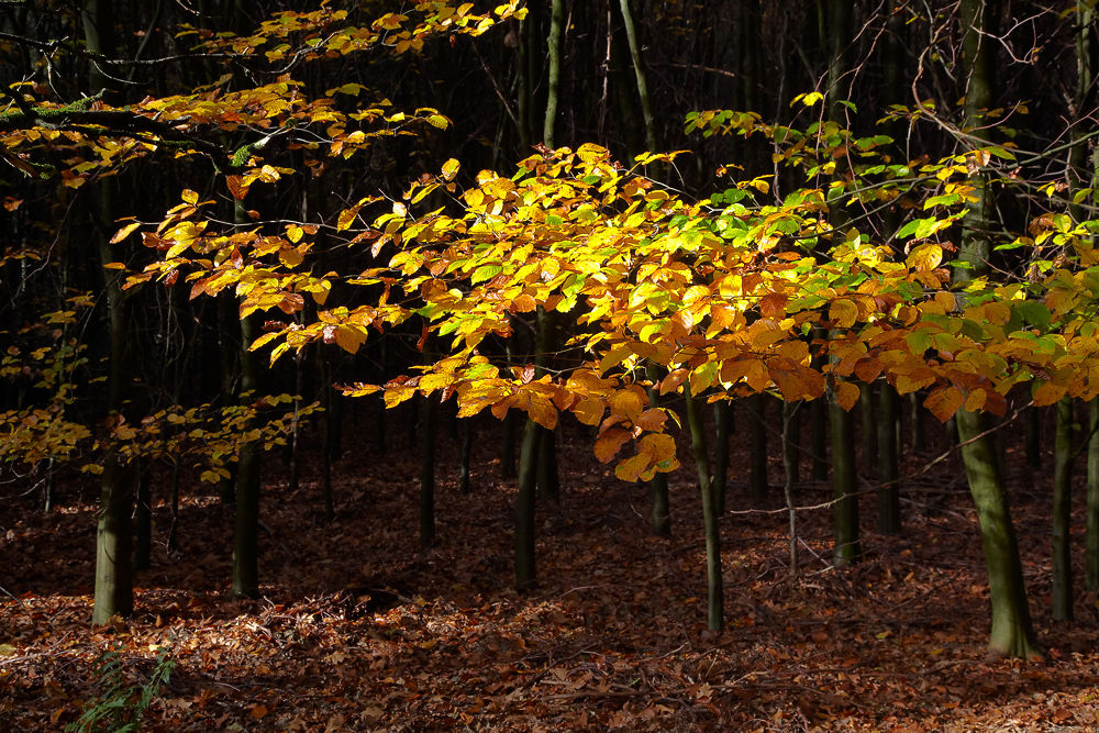 Herbstsparziergang..