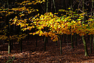 Herbstsparziergang..