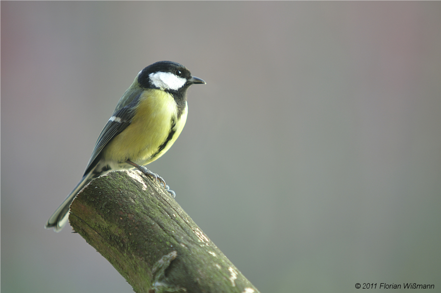 Die Kohlmeise (Parus major)