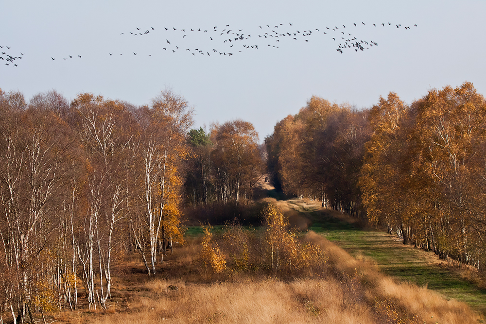 Gänsezug überm Rehdener Geestmoor