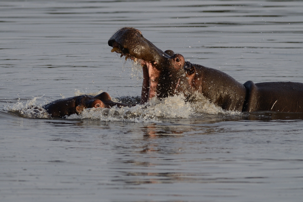 Hippos