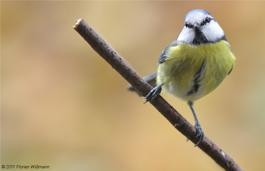 Die Blaumeise (Parus caeruleus)