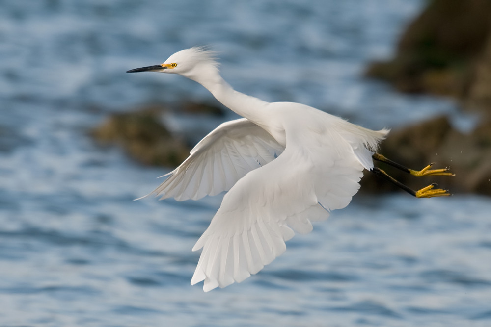 ~Snowy Egret~