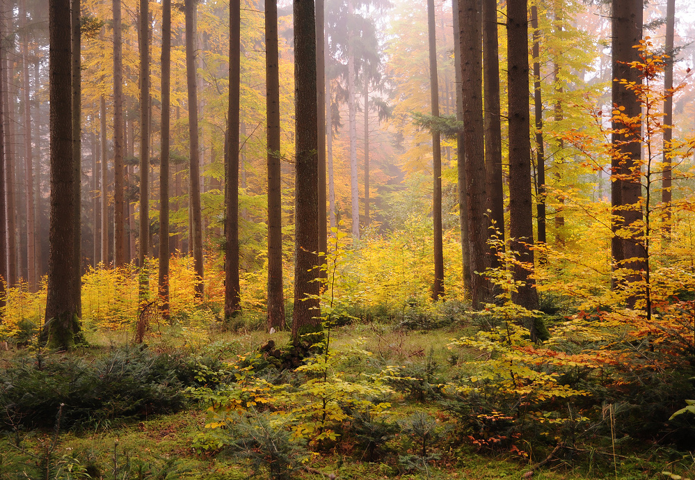 Herbstlicher Wald