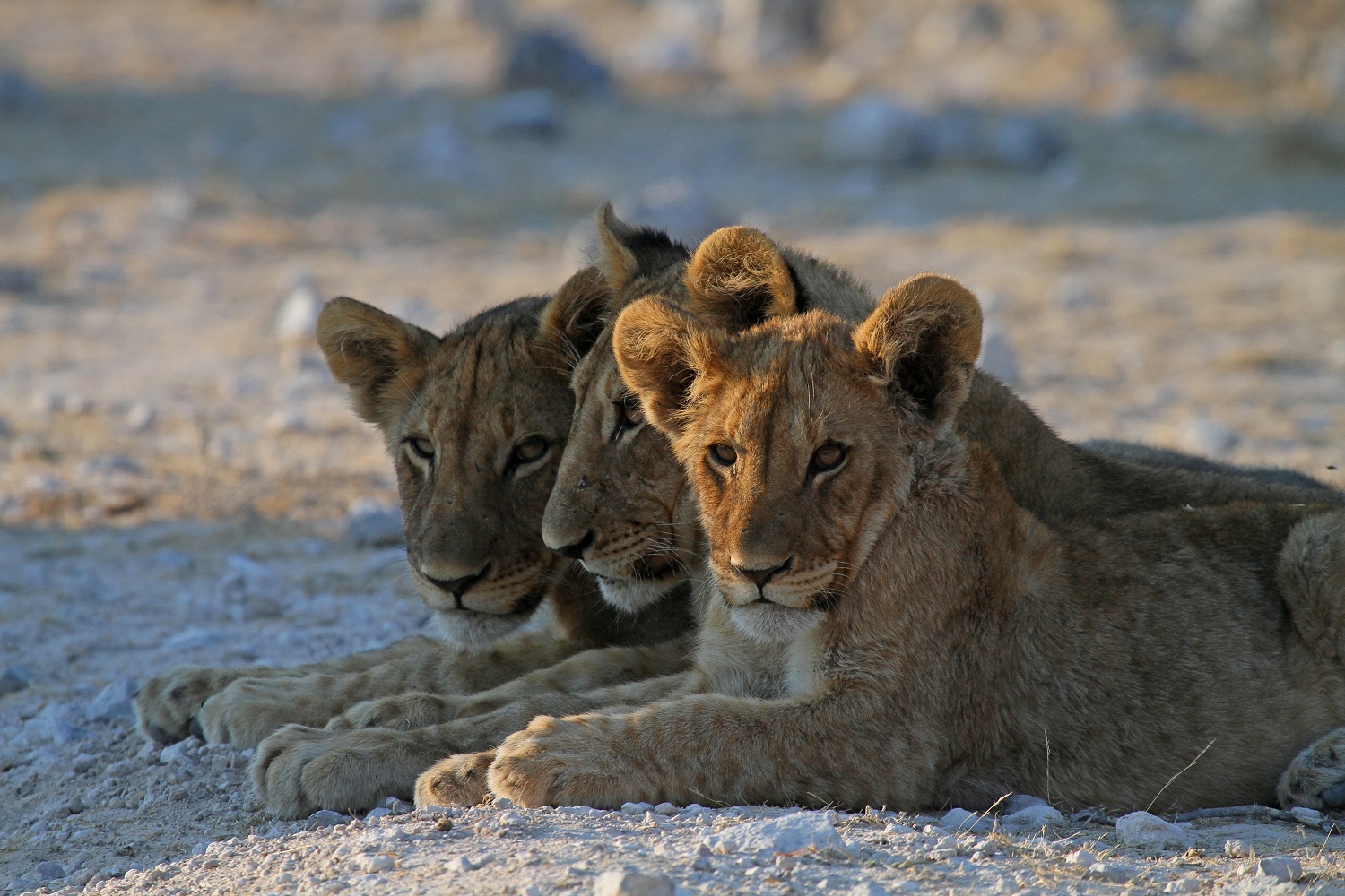 Klein, größer – Etosha - Namibia