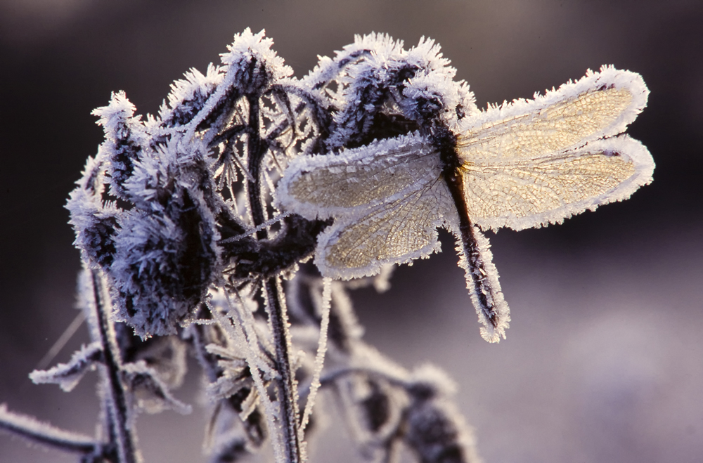 Heidenlibelle im Winter