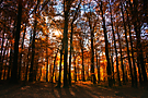 Herbst