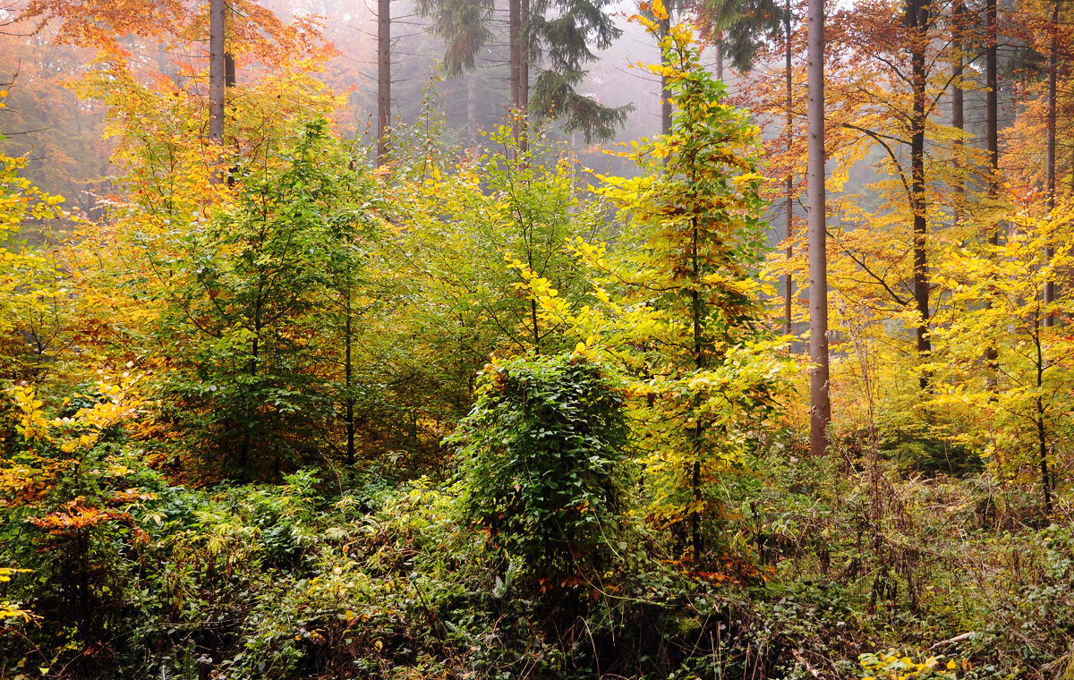 Herbstfarben