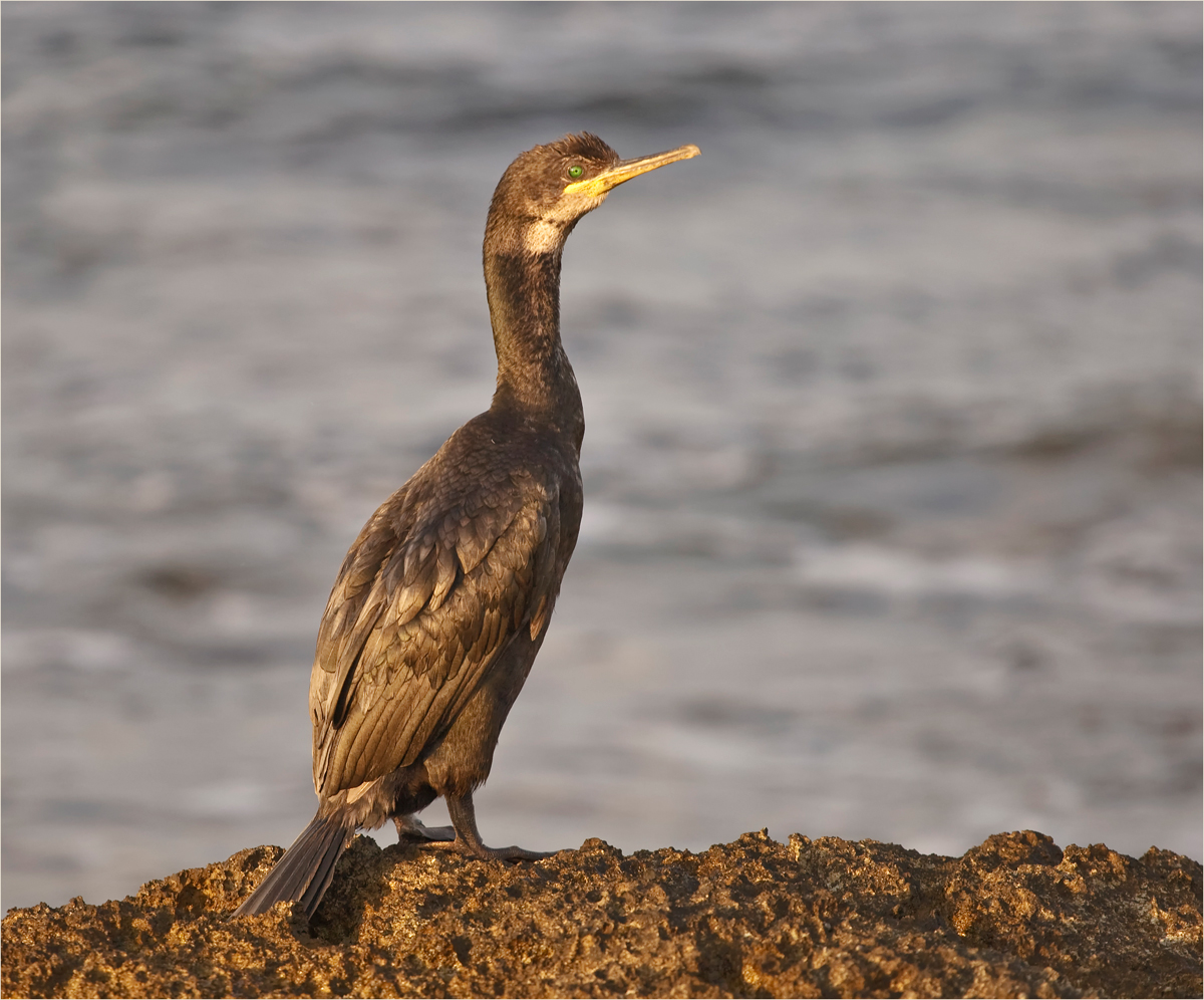 kormoran (phalacrocorax carbo)