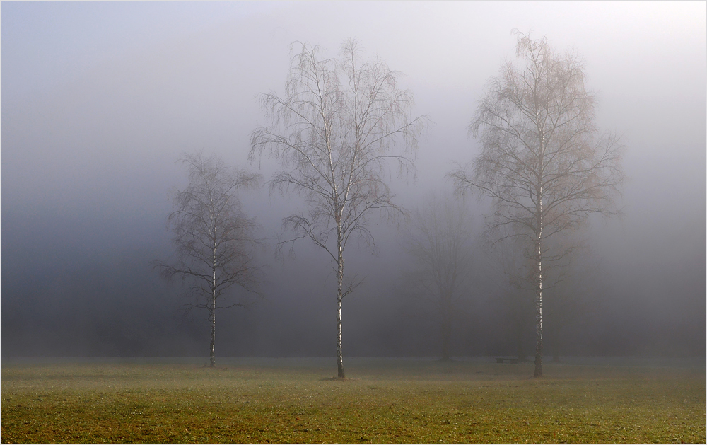 Drei Birken