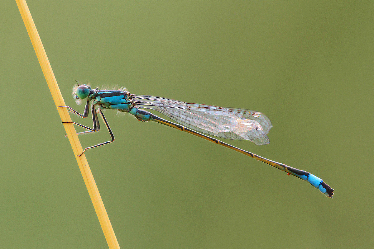 Sommerliche Pechlibelle...