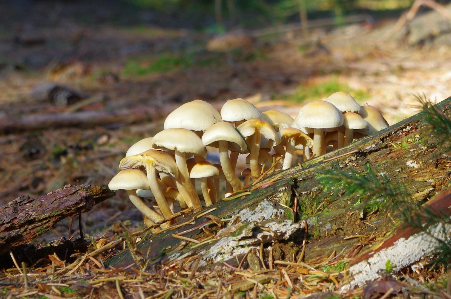 Stockschwämmchen