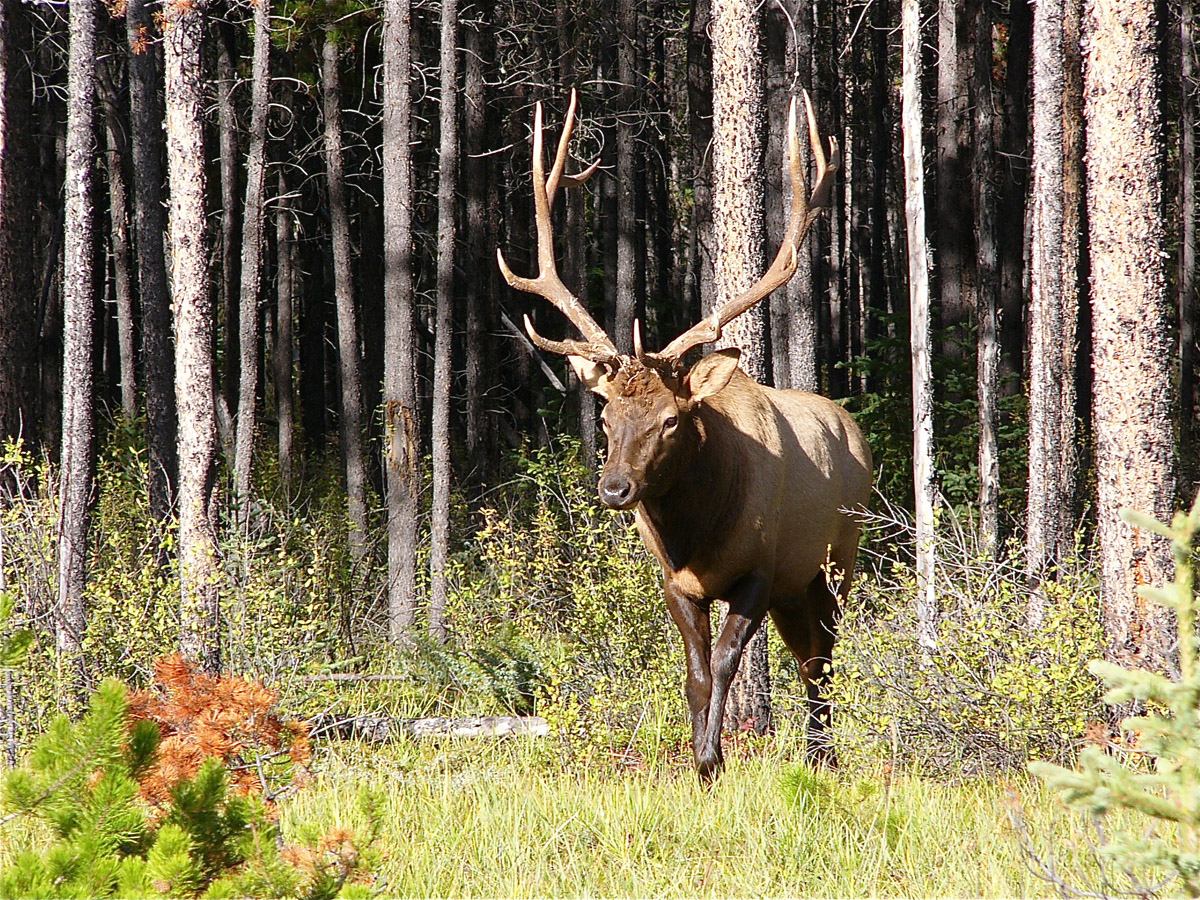 Wapitihirsch (Cervus canadensis)