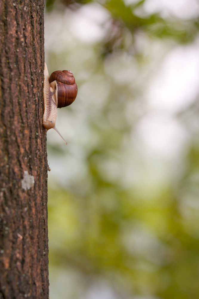 Ein riese unter den Schnecken!