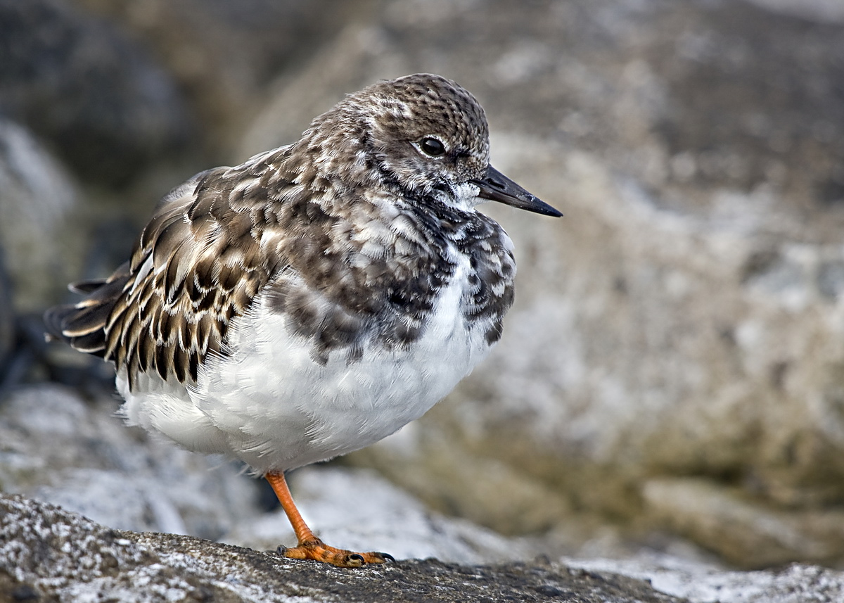 Steinwälzer (Arenaria interpres)