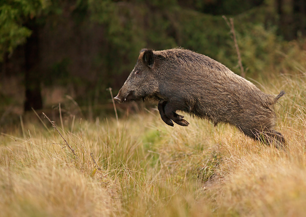 Im Sprung (Forum für Naturfotografen)