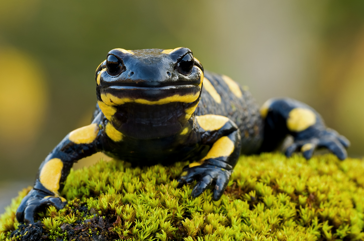 Feuersalamander (Forum für Naturfotografen)