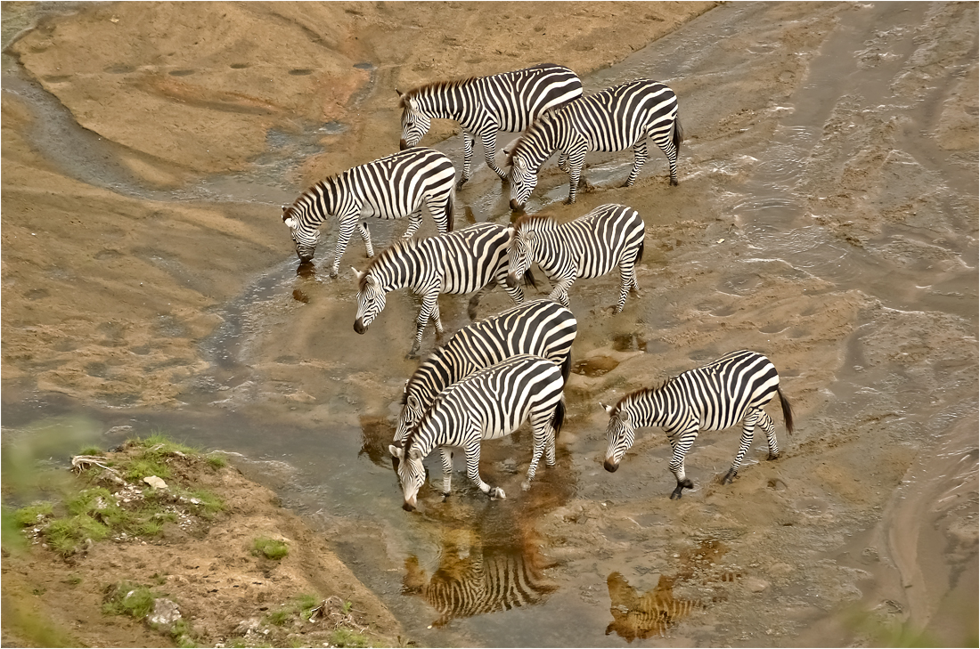 Zebras am Fluß