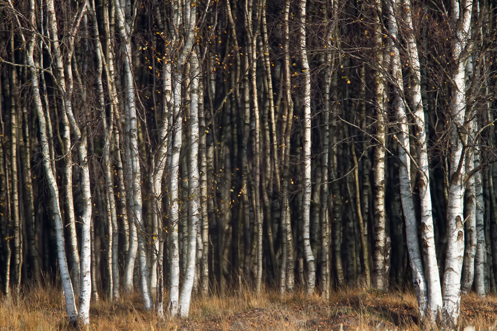 Birkenwald im Herbst III