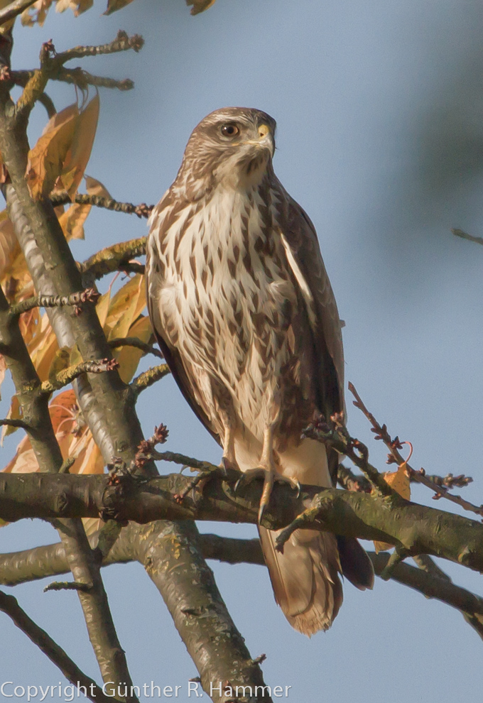 Bussard auf Brautschau