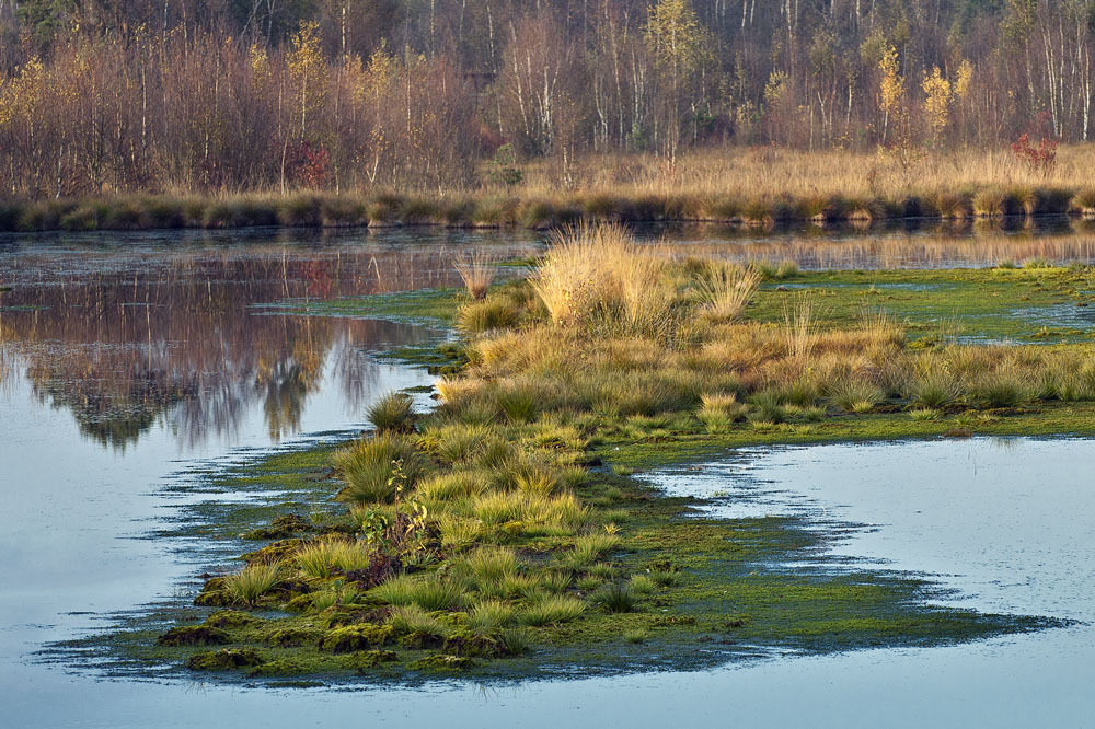 Herbst im Dreiecksmoor bei Vechta