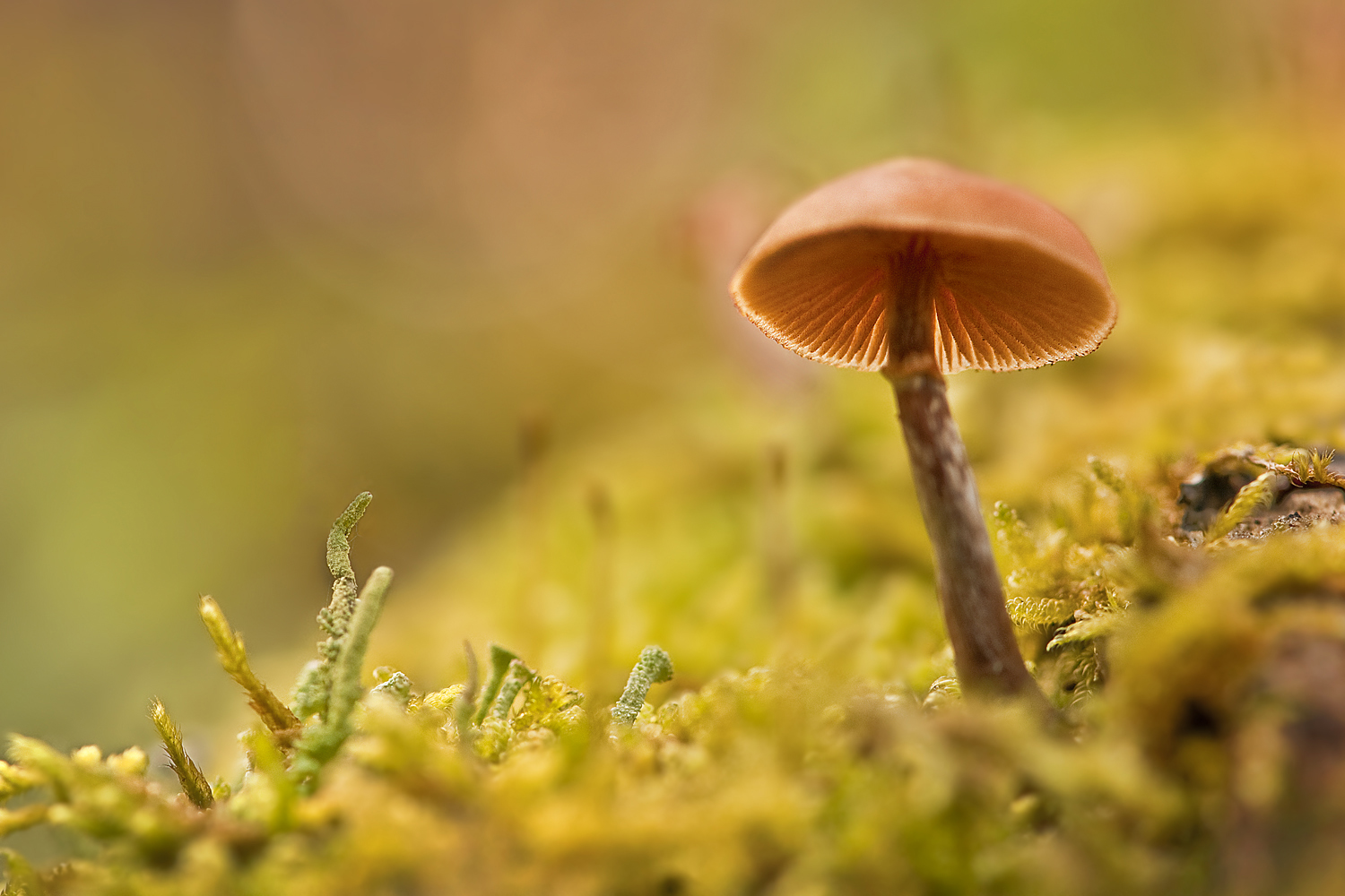 Pilz im Herbstlicht