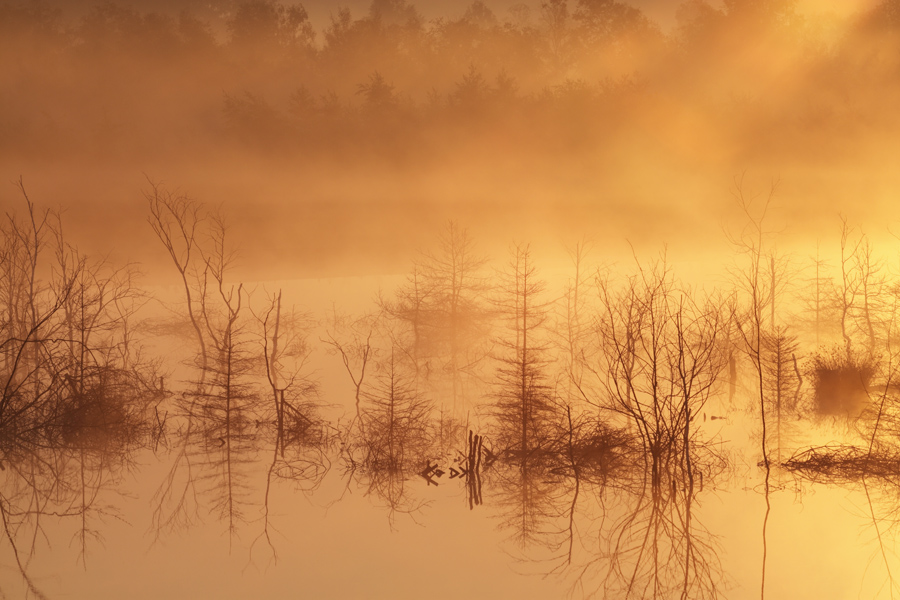 Goldener Morgen im Moor