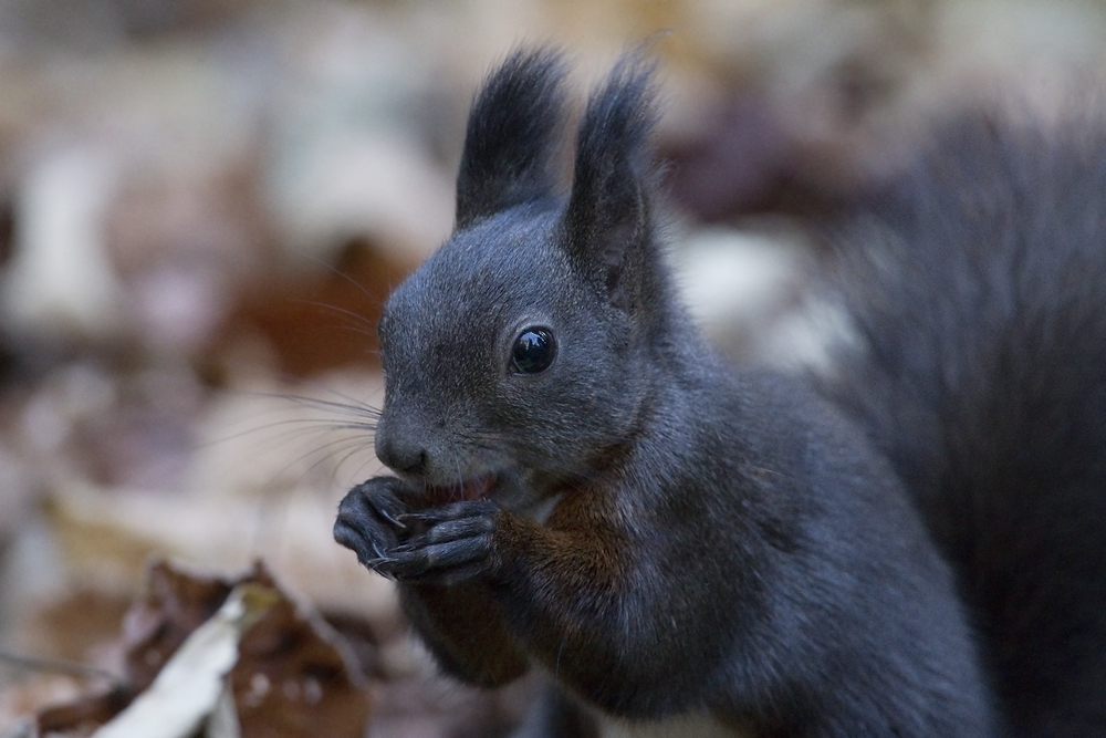 Eichhörnchen