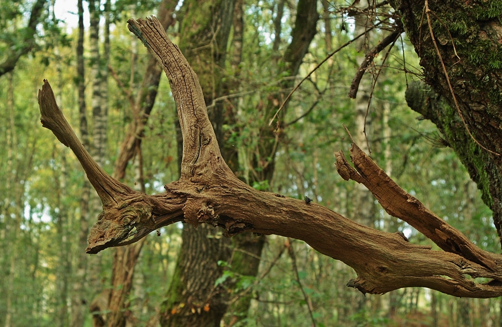 Nur ein Ast.... (Forum für Naturfotografen)