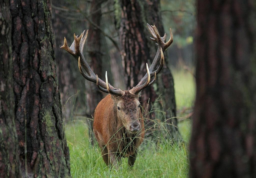 Anwechselnder Kapitalhirsch