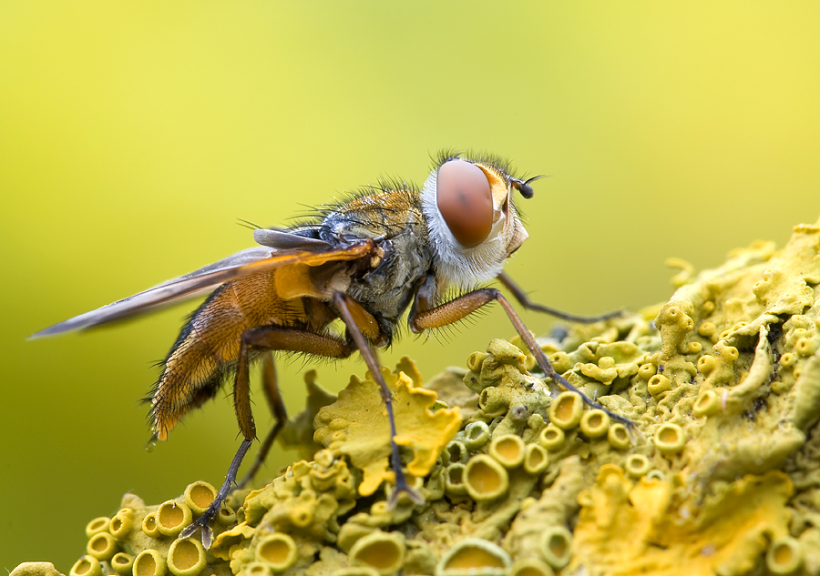 "Ectophasia crassipennis"