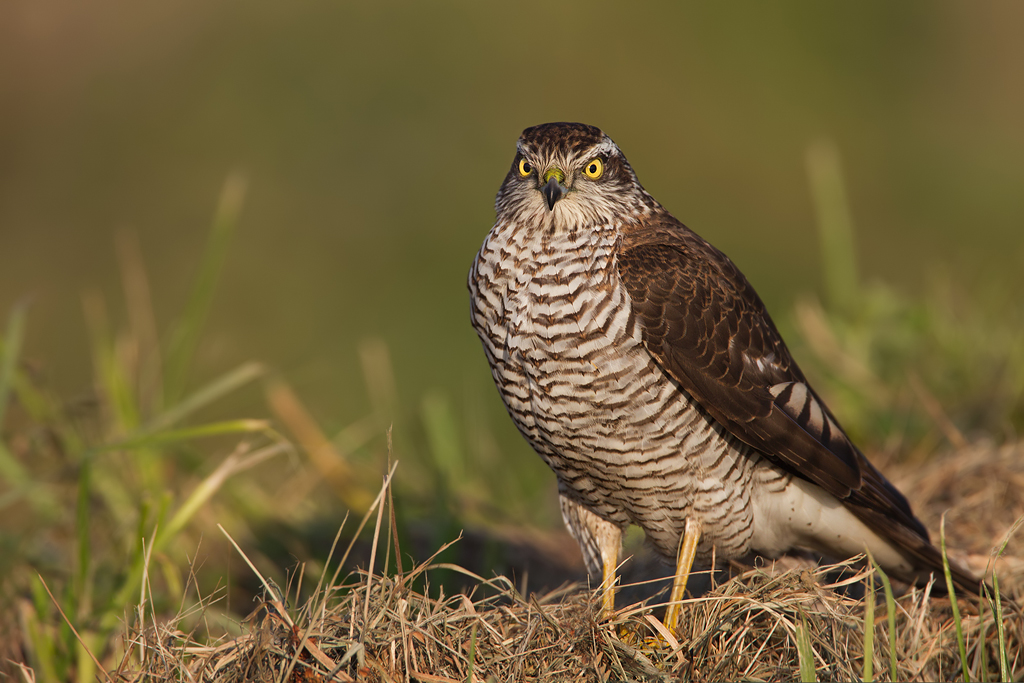 Accipiter nisus