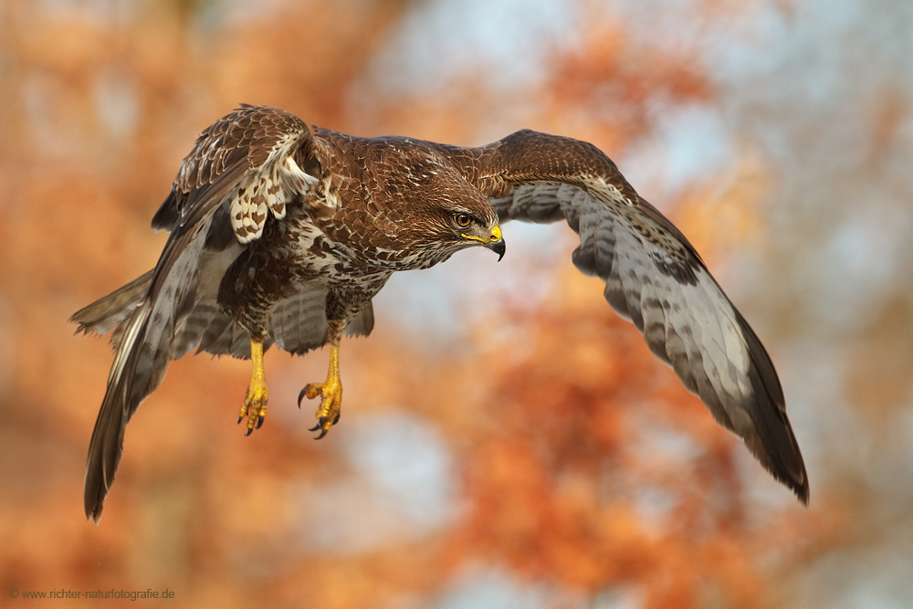 Herbstfarben