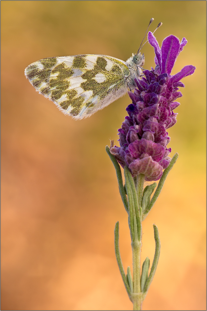 Resedafalter - Pontia edusa