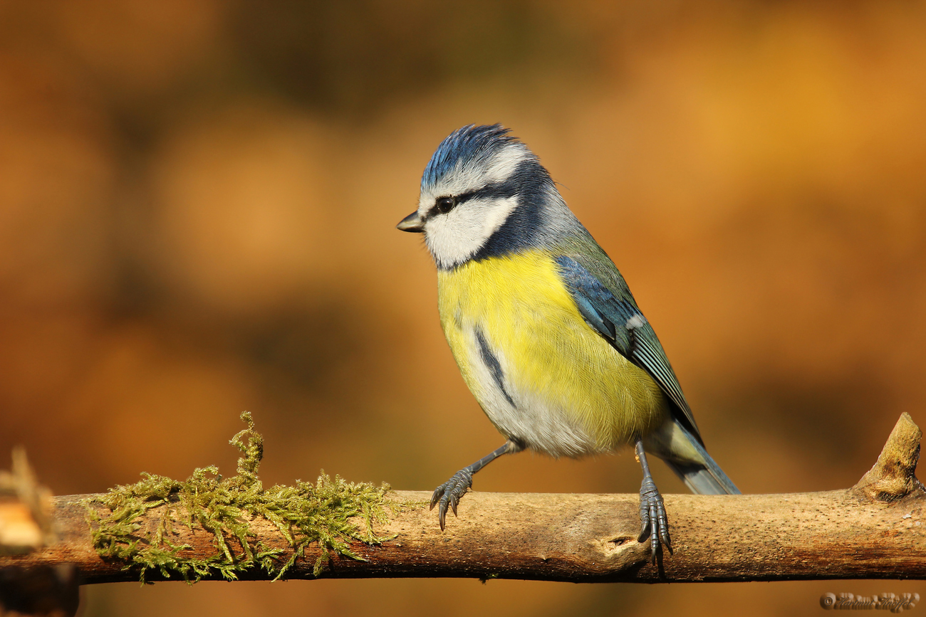 Blaumeise