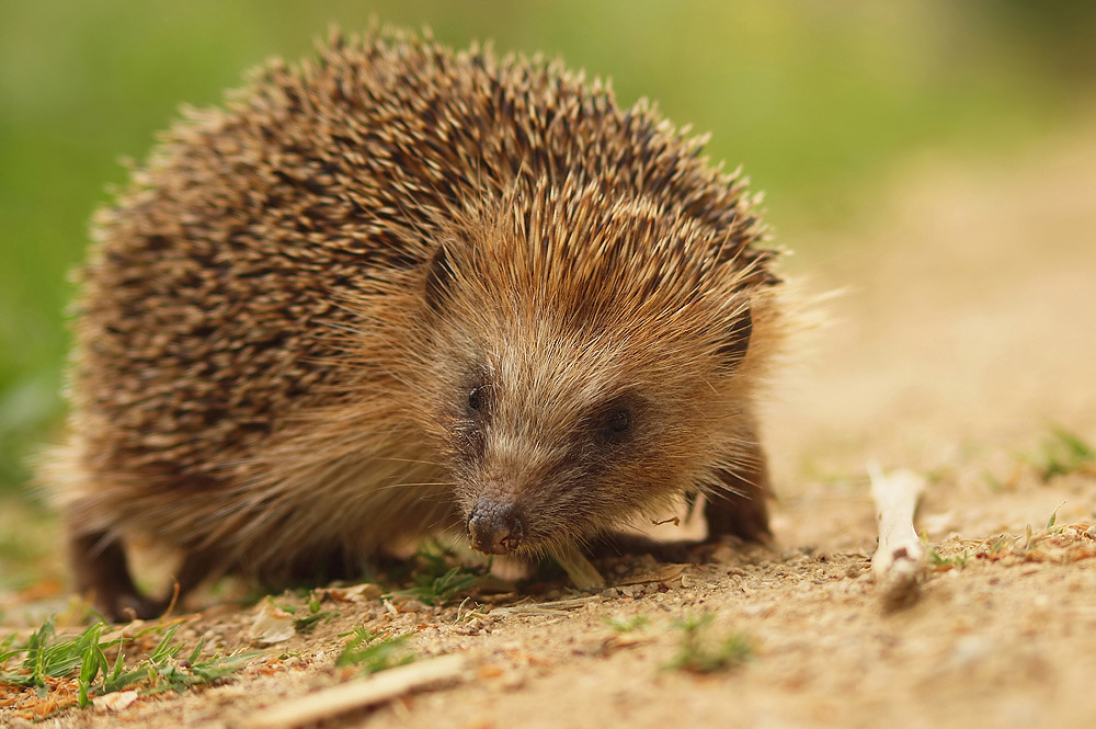 Aller guten Igel sind Drei...