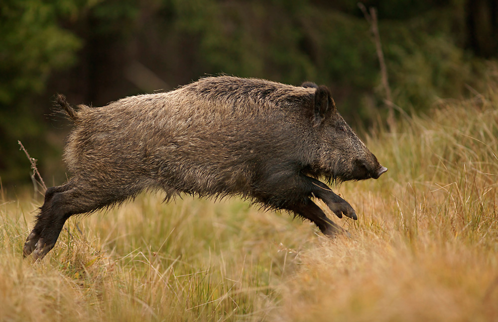 Wildschwein