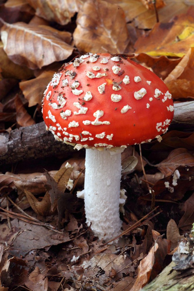 Ein Männlein steht im Walde