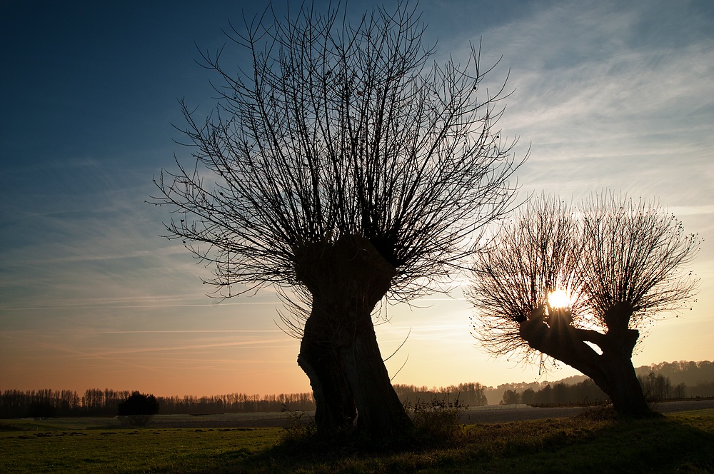 " Alter Baum "