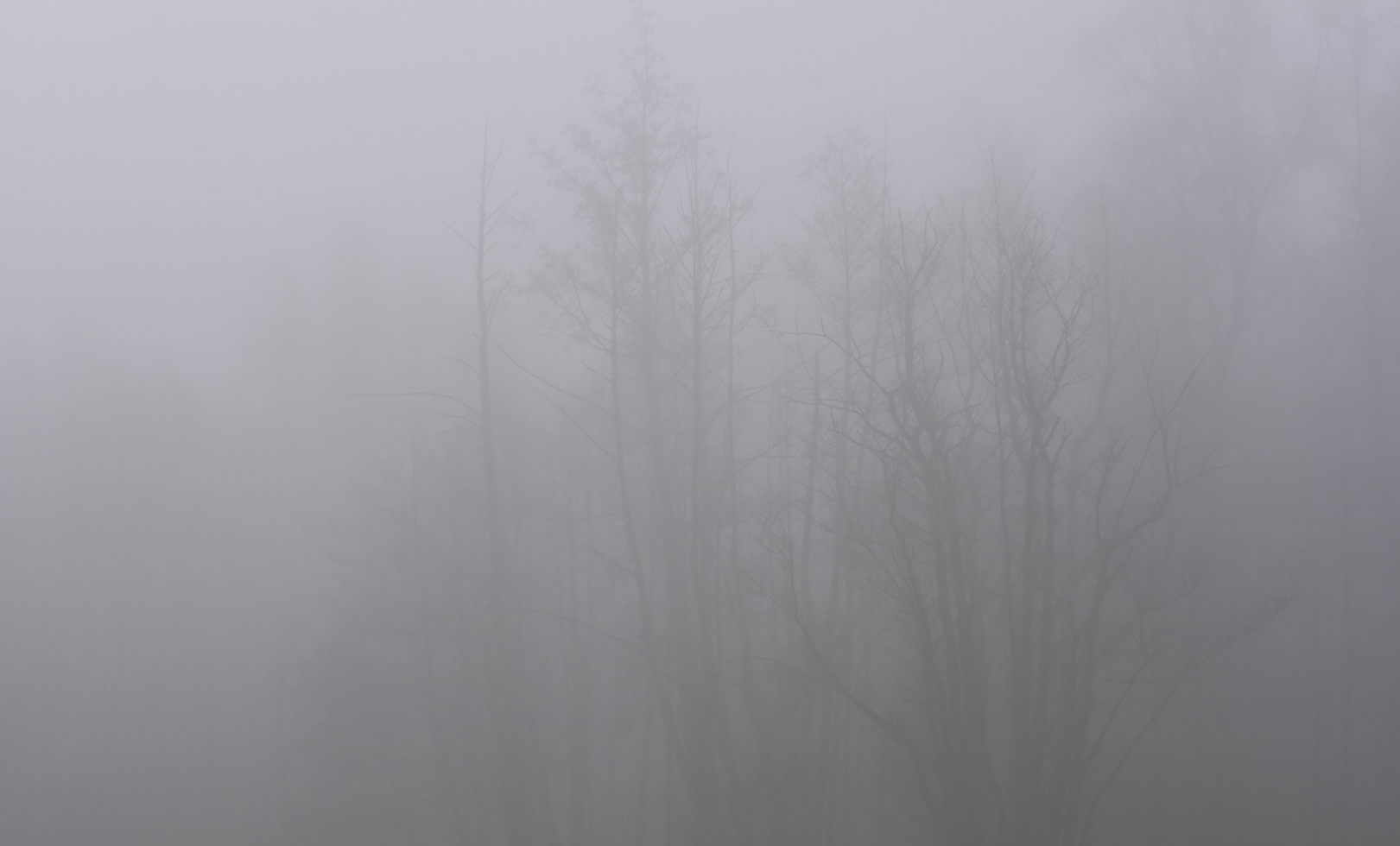 Erlen im Nebel