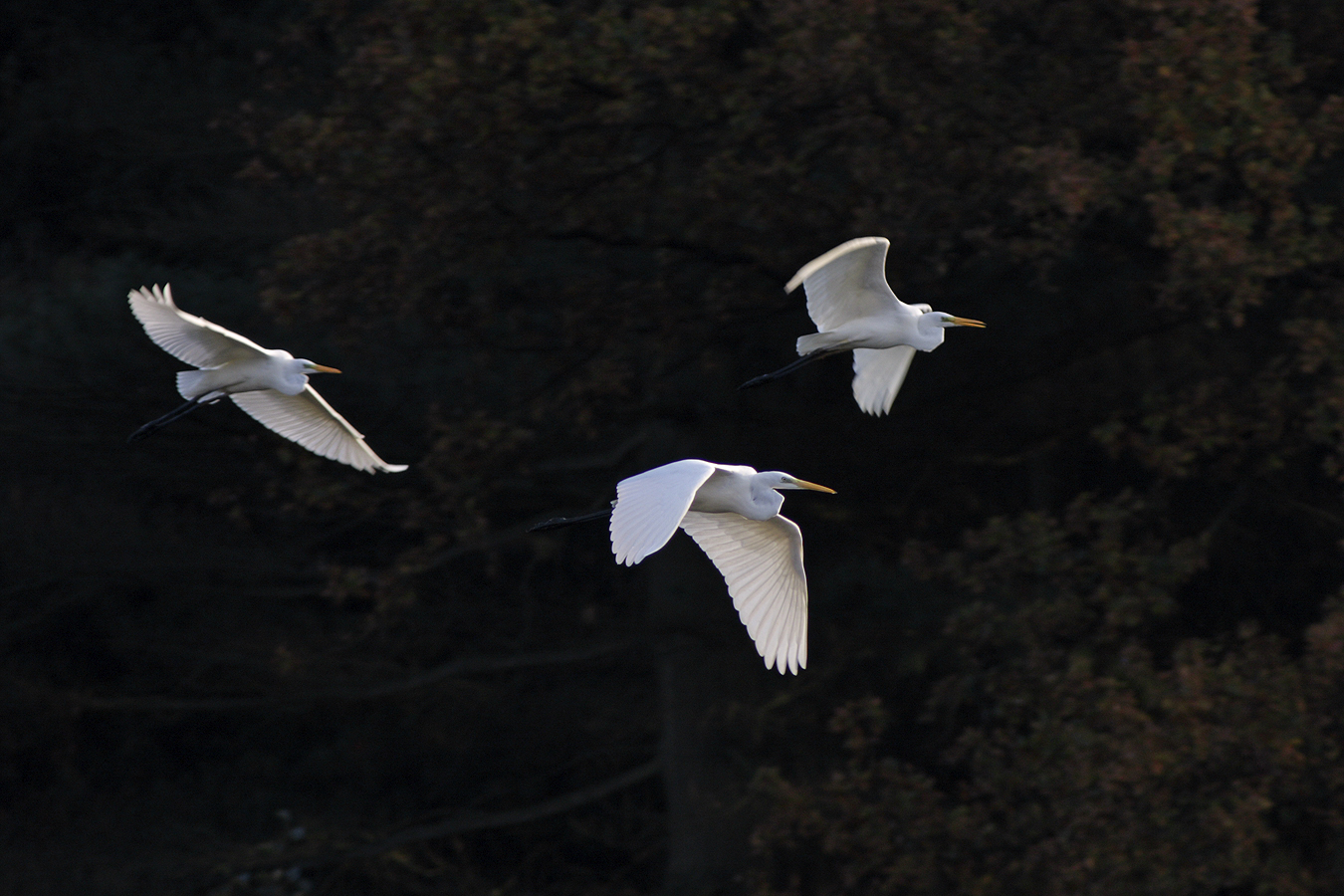 Silberreiher (Casmerodius albus) II