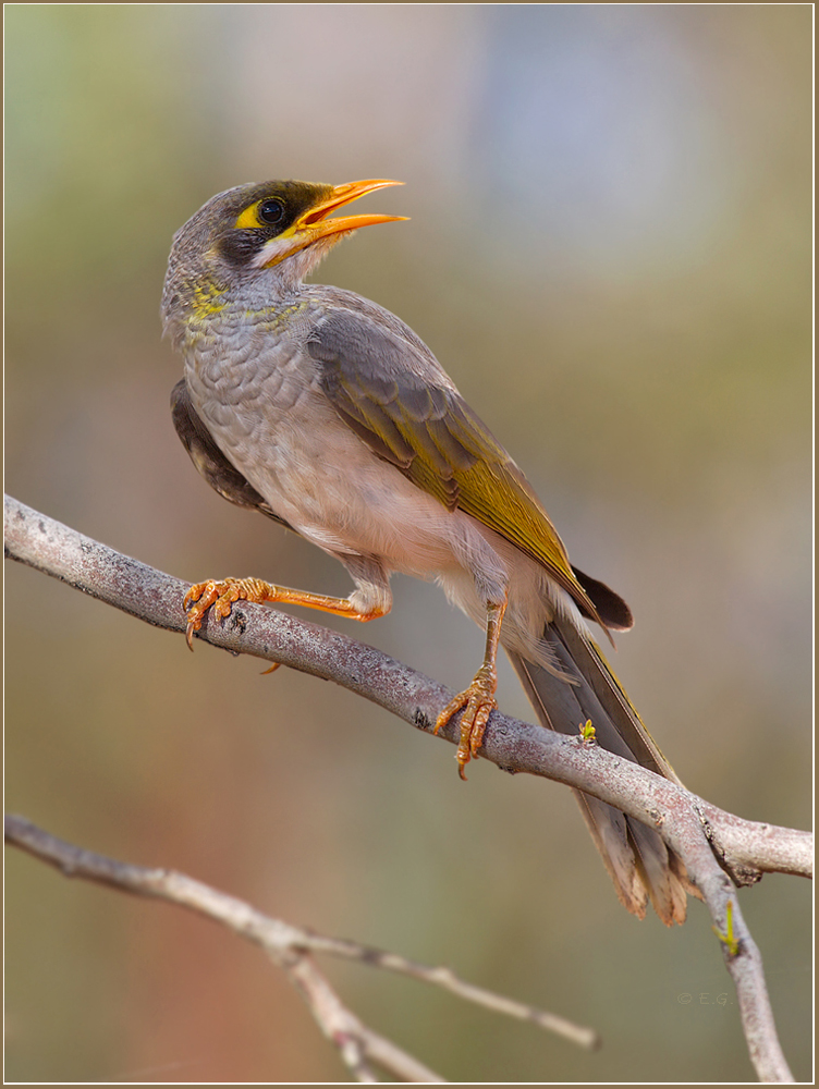 „Gelbstirn-Schwatzvogel“