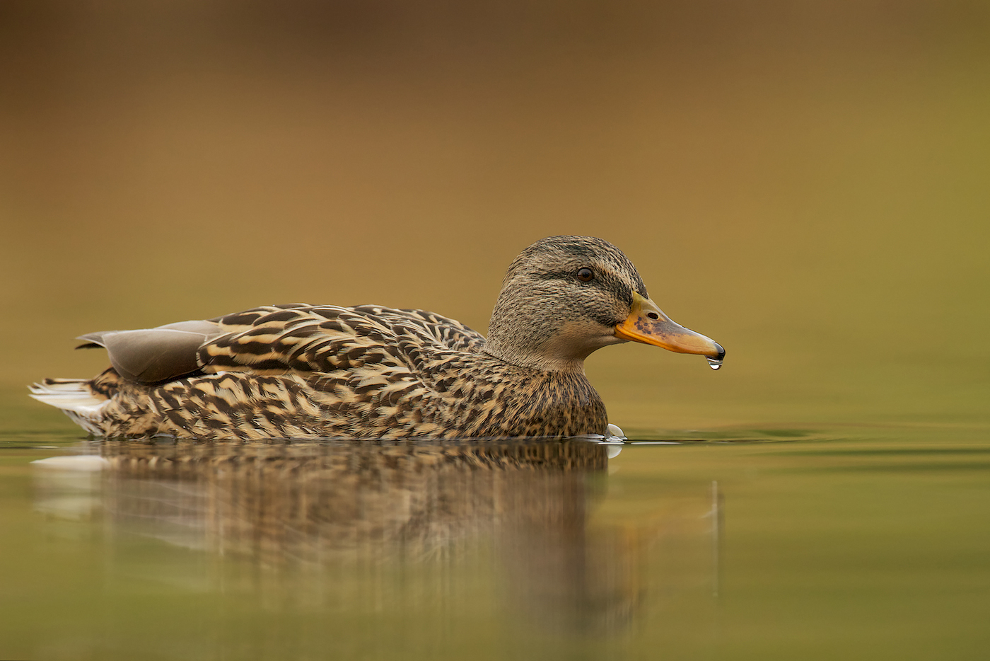 Stockente