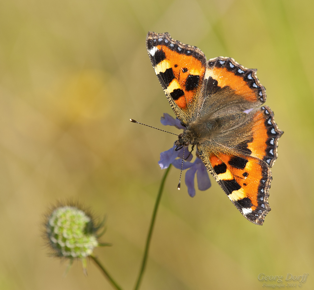 Sommerfeeling