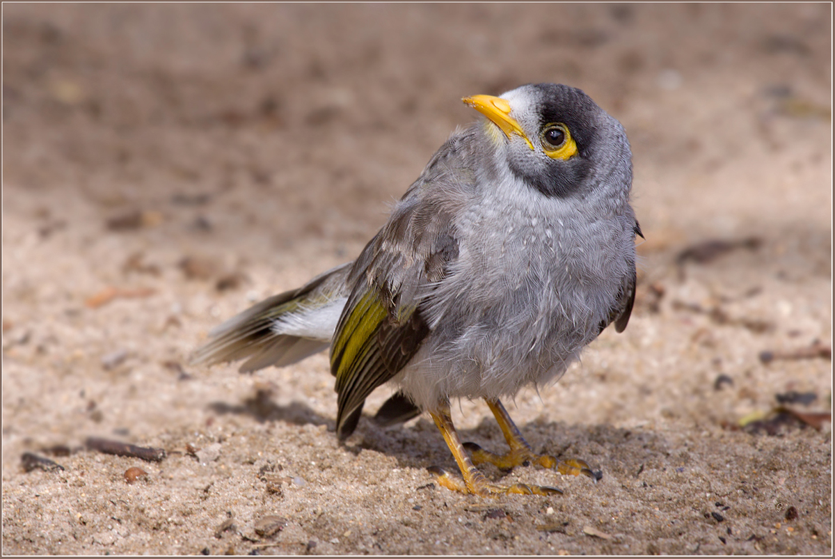 „Weißstirn-Schwatzvogel“