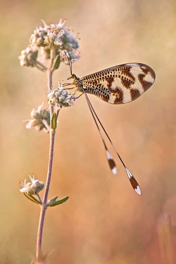 Nemoptera bipennis