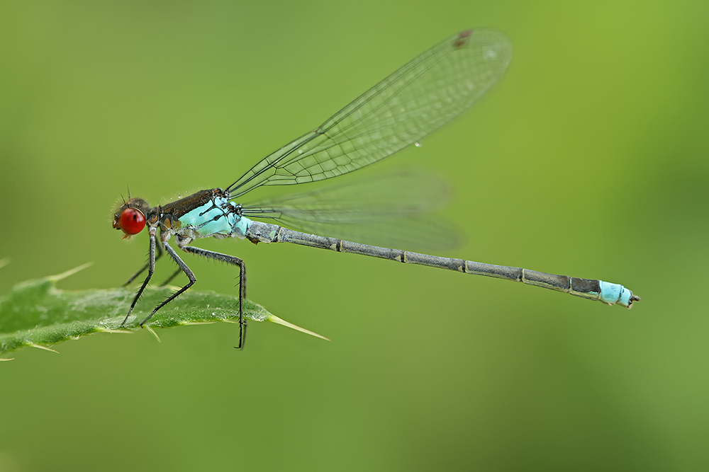 Erythromma najas