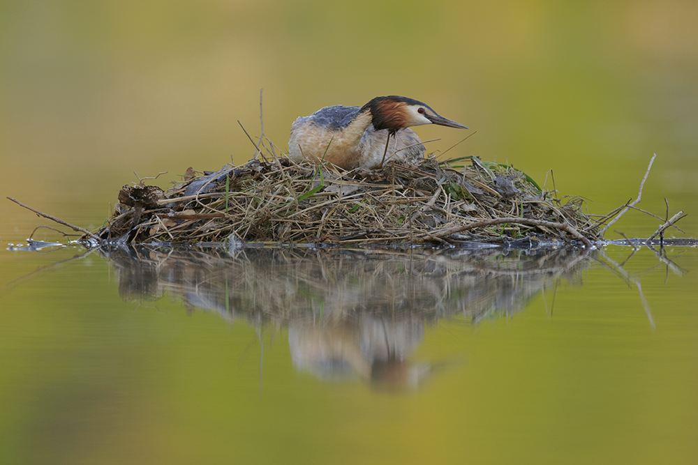 Haubentaucher am Nest