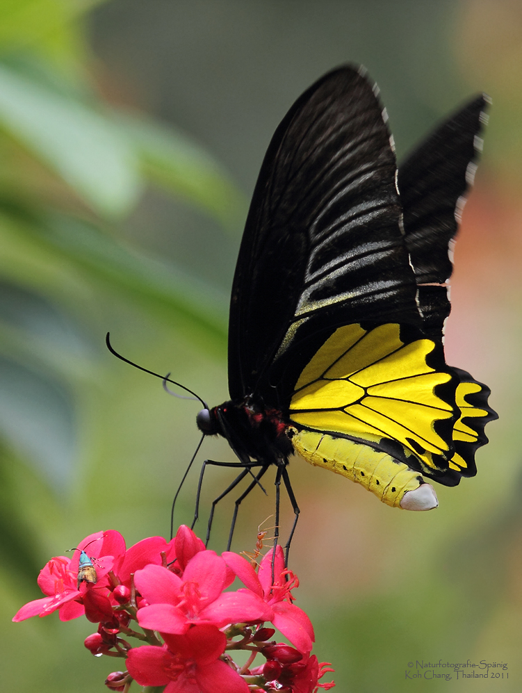 1000 Images About Butterflys And Moths On Pinterest